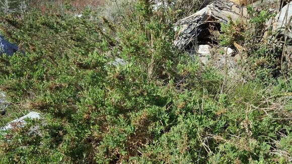 Imagem de Epilobium canum subsp. latifolium (Hook.) P. H. Raven