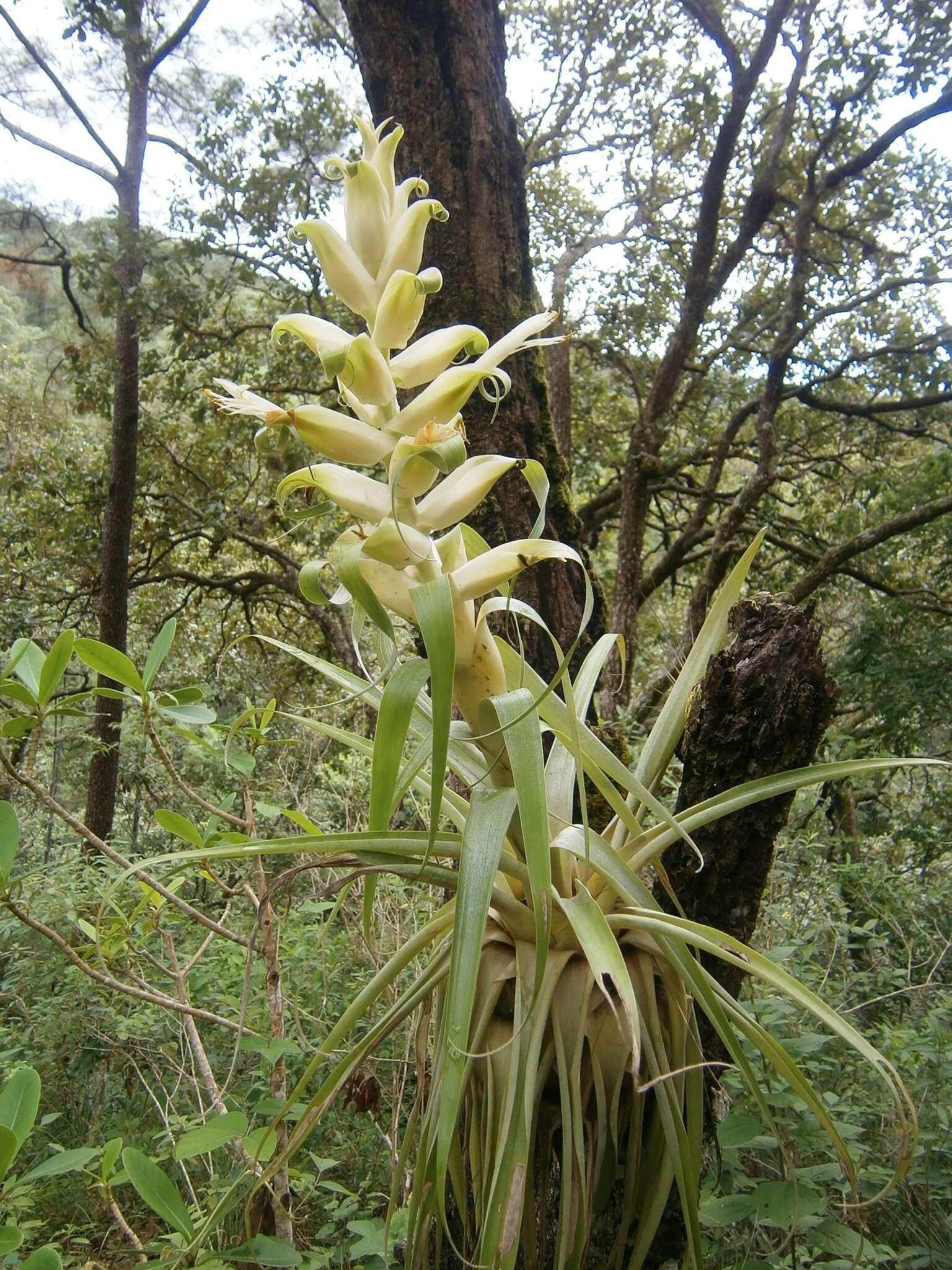 Image of Tillandsia tillii Ehlers