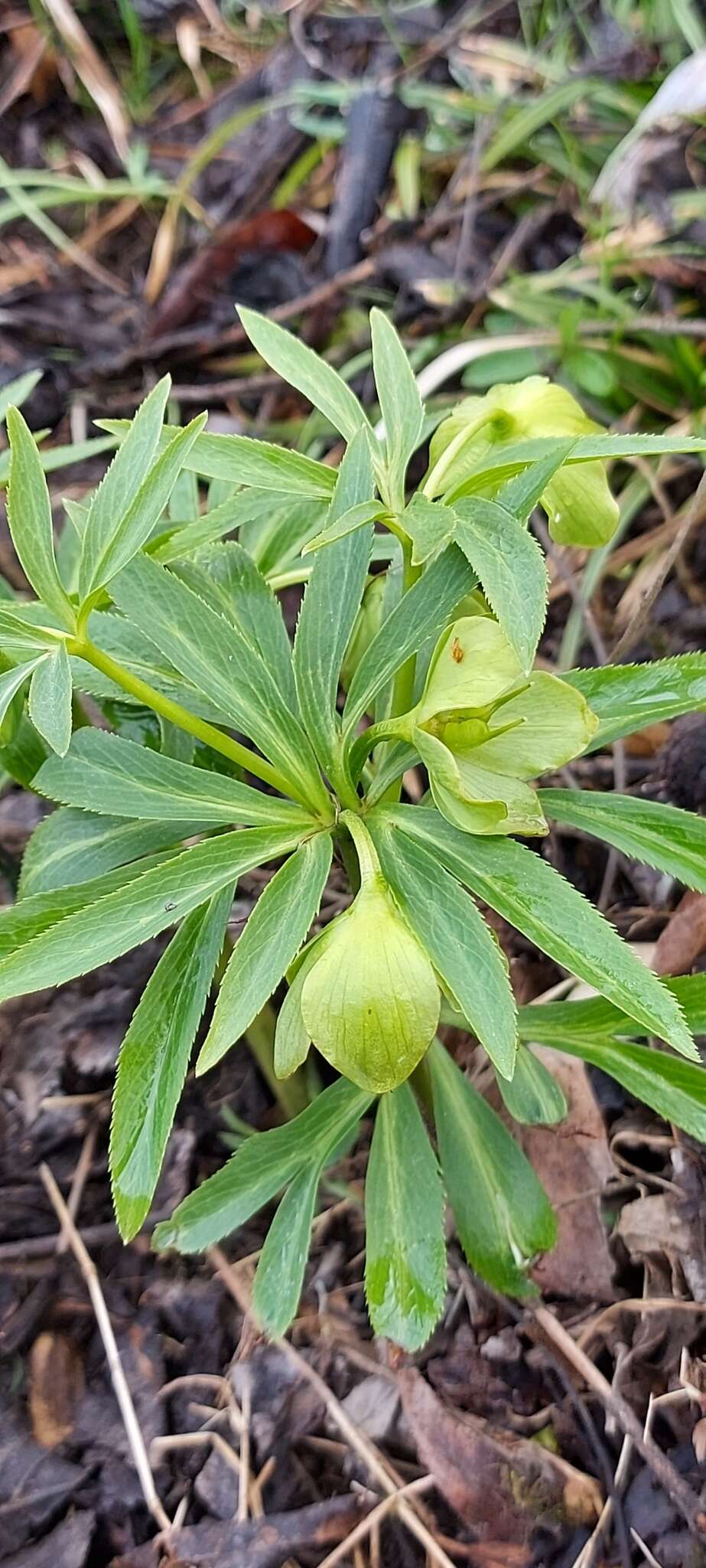 Image of Helleborus dumetorum subsp. dumetorum