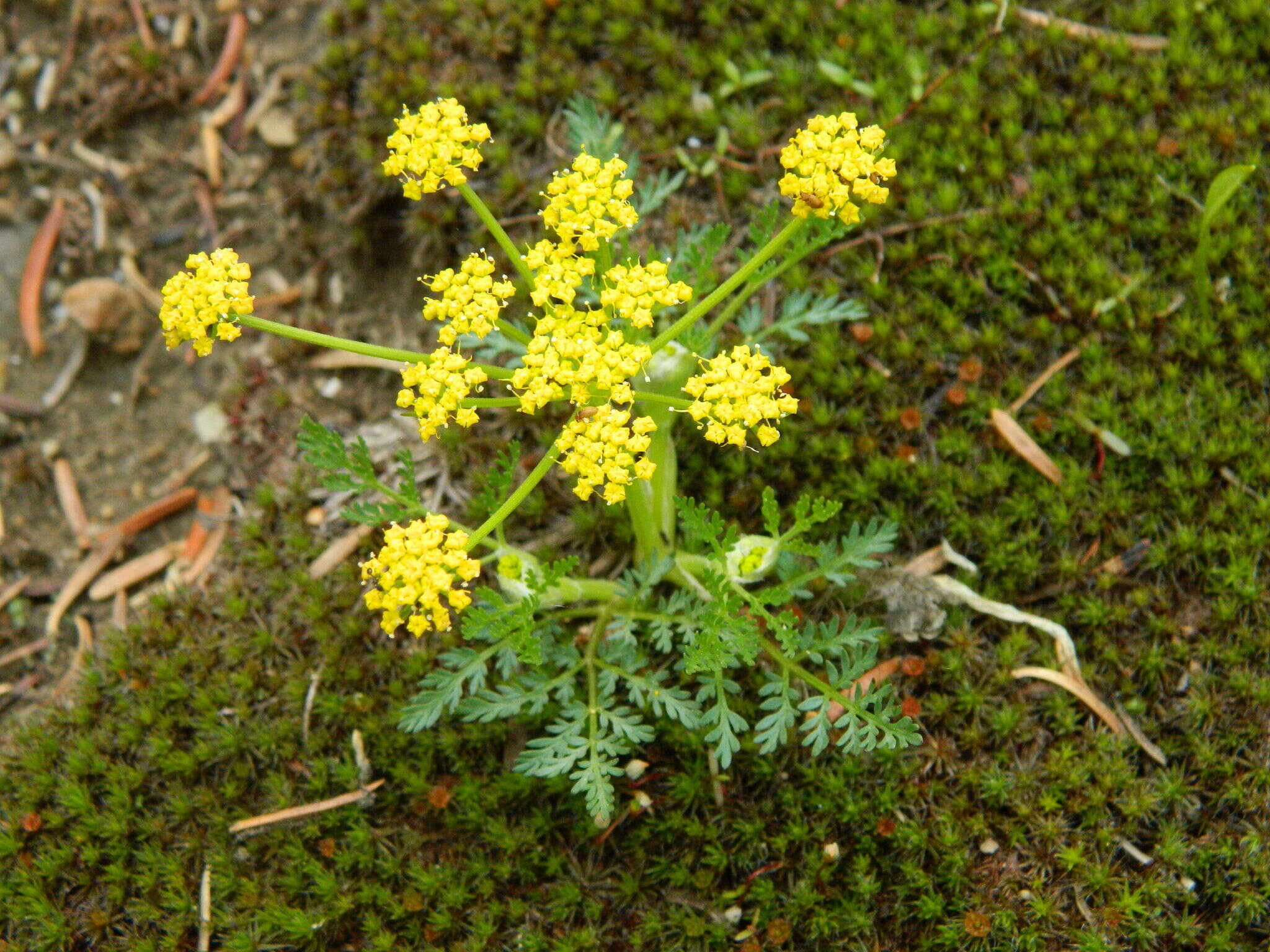 Imagem de Lomatium sandbergii (Coult. & Rose) Coult. & Rose