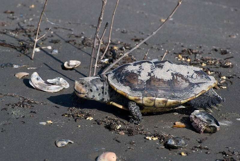 Image of Malaclemys terrapin pileata (Wied 1865)