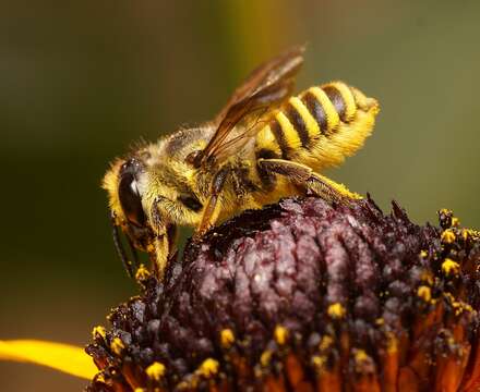 Megachile fidelis Cresson 1878 resmi