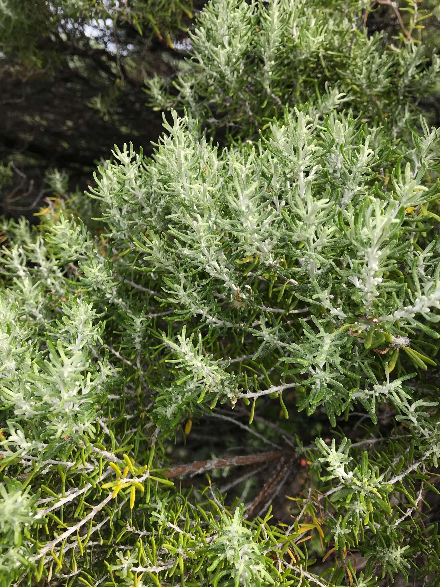 Image de Olearia axillaris (DC.) F. Müll.