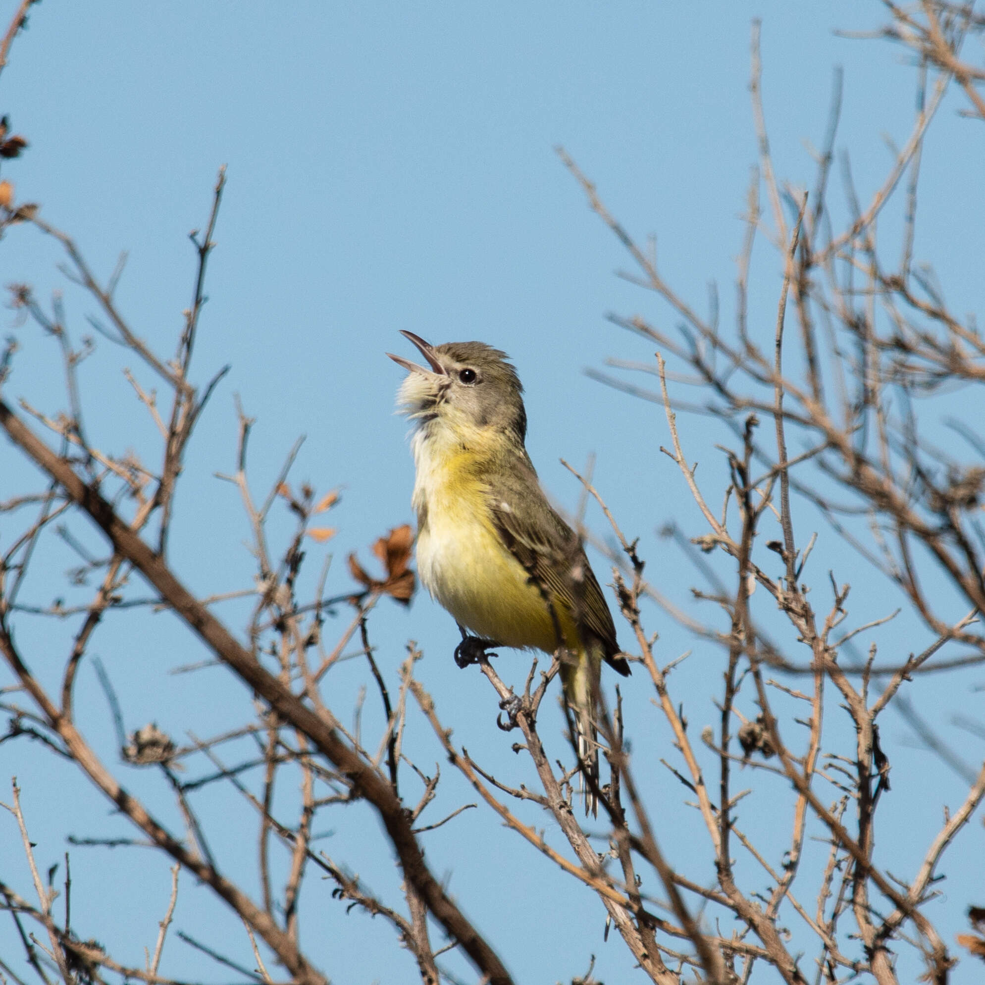 Vireo bellii bellii Audubon 1844 resmi