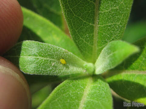 Image of Aphid