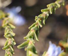 Image of Lobostemon trigonus (Thunb.) Buek