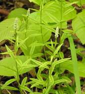 Image of Seneca snakeroot