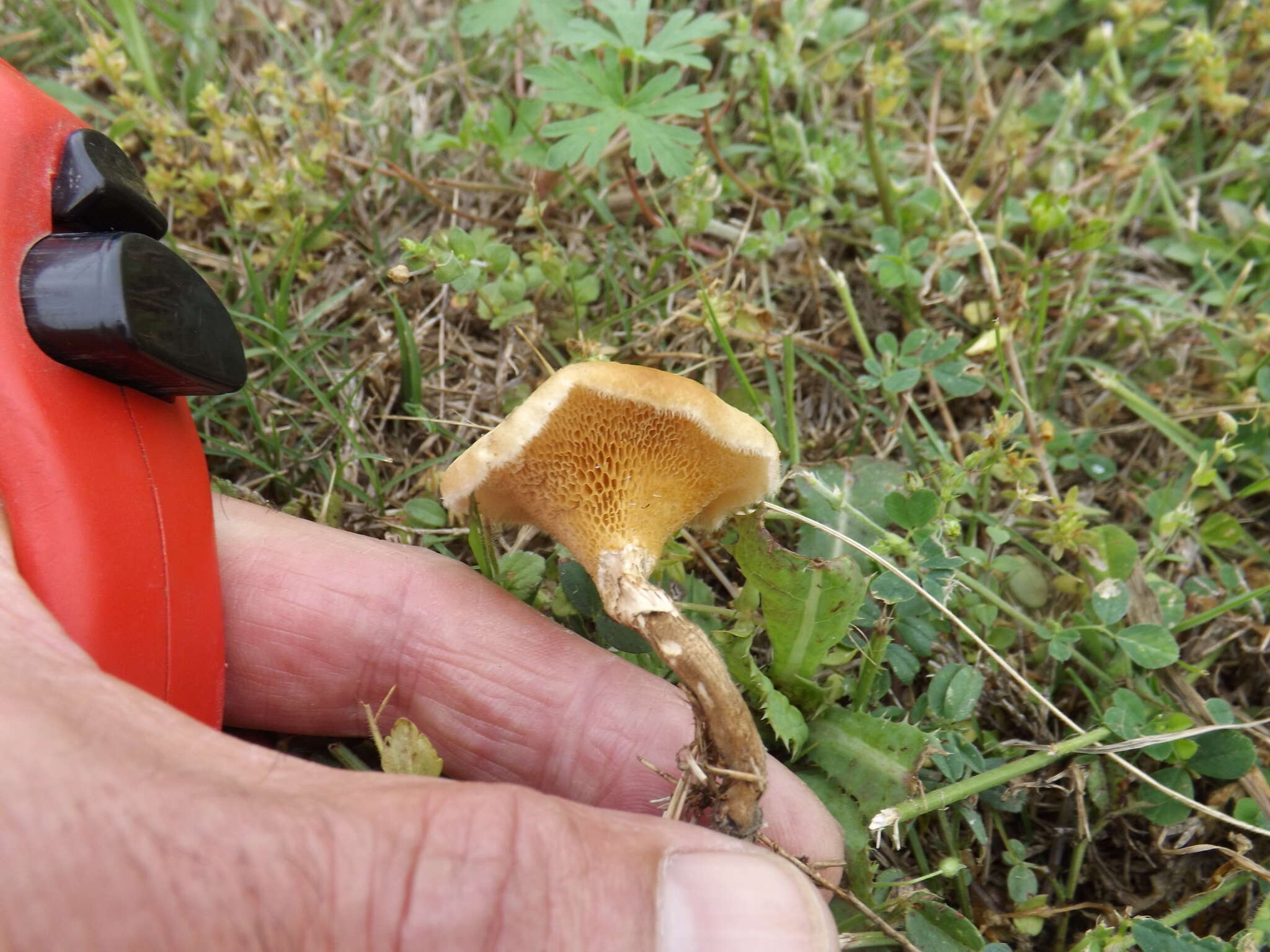 Image of Lentinus arcularius (Batsch) Zmitr. 2010