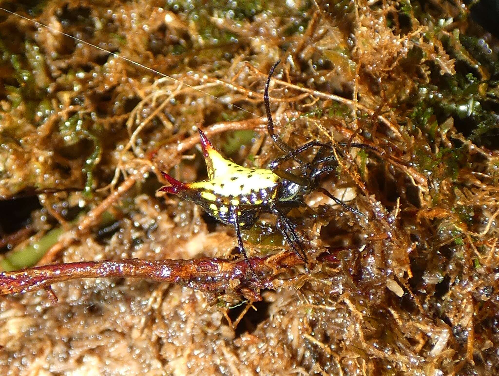 Image of Micrathena parallela (O. Pickard-Cambridge 1890)