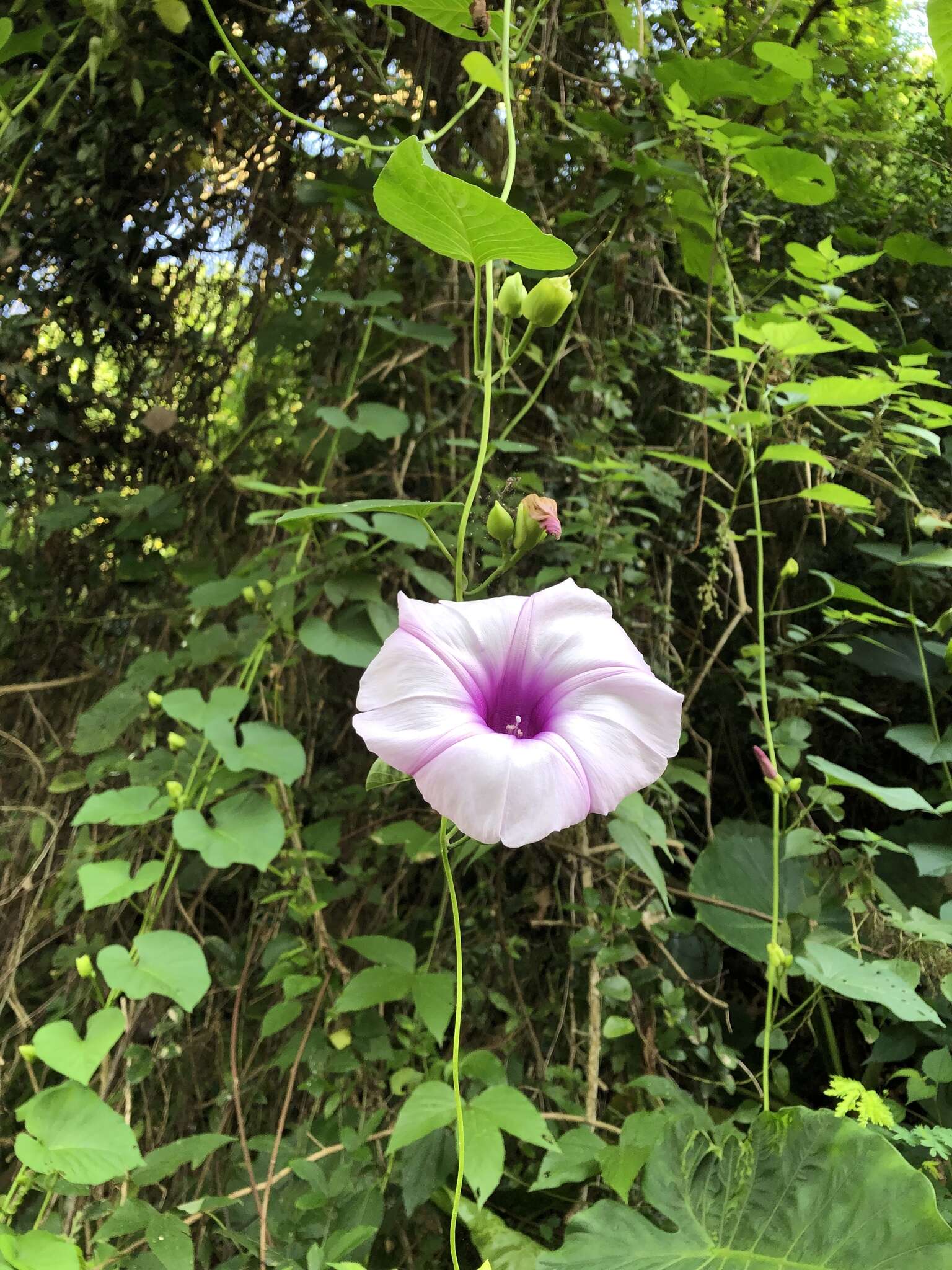 Imagem de Stictocardia tiliifolia (Desr.) Hall. fil.