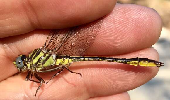 Image of Cypress Clubtail