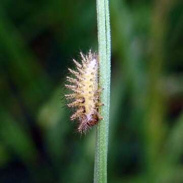 Image of Subcoccinella