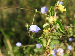 Sivun Jacquemontia evolvuloides (Moric.) Meisn. kuva