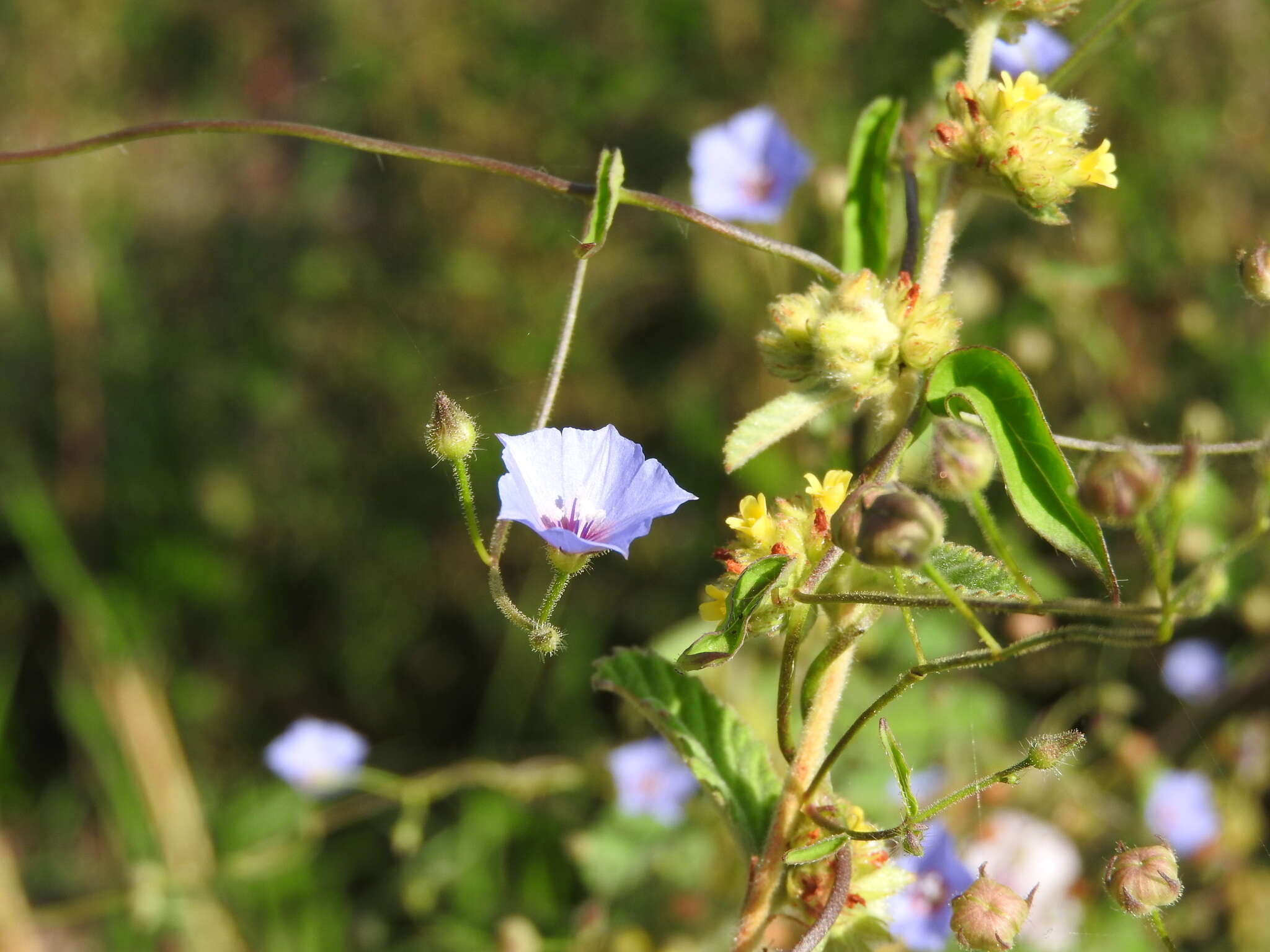 Sivun Jacquemontia evolvuloides (Moric.) Meisn. kuva