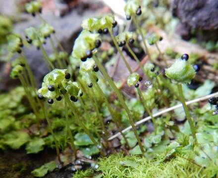 Marchantia quadrata Scop. resmi