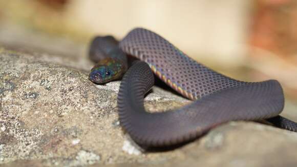 Image of Formosa Odd-scaled Snake