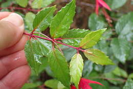 Image of Fuchsia regia (Vand. ex Vell.) Munz