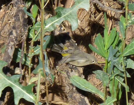 Image of Virginia's Warbler