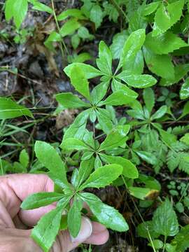 Image of American barberry