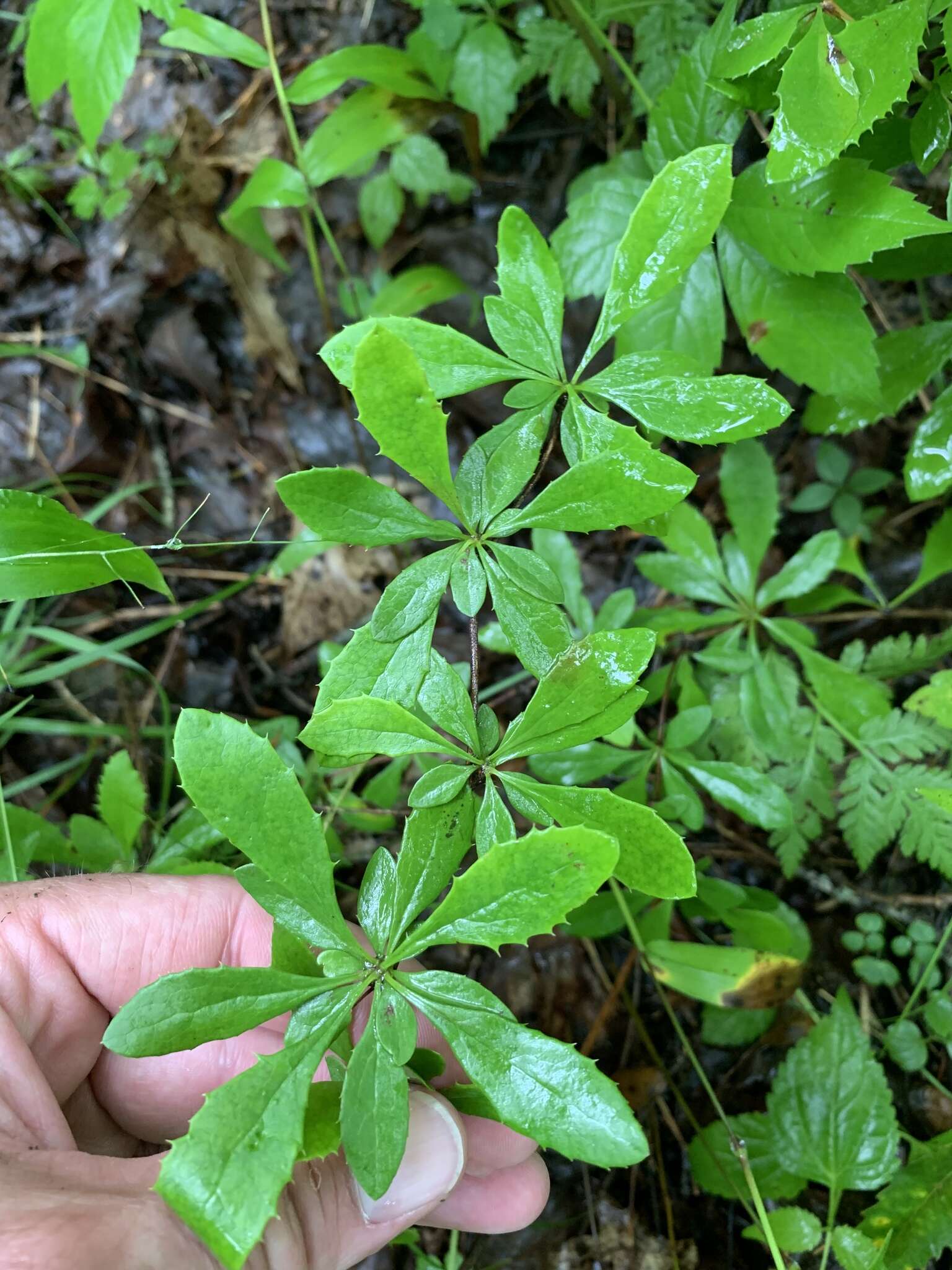 Plancia ëd Berberis canadensis Miller