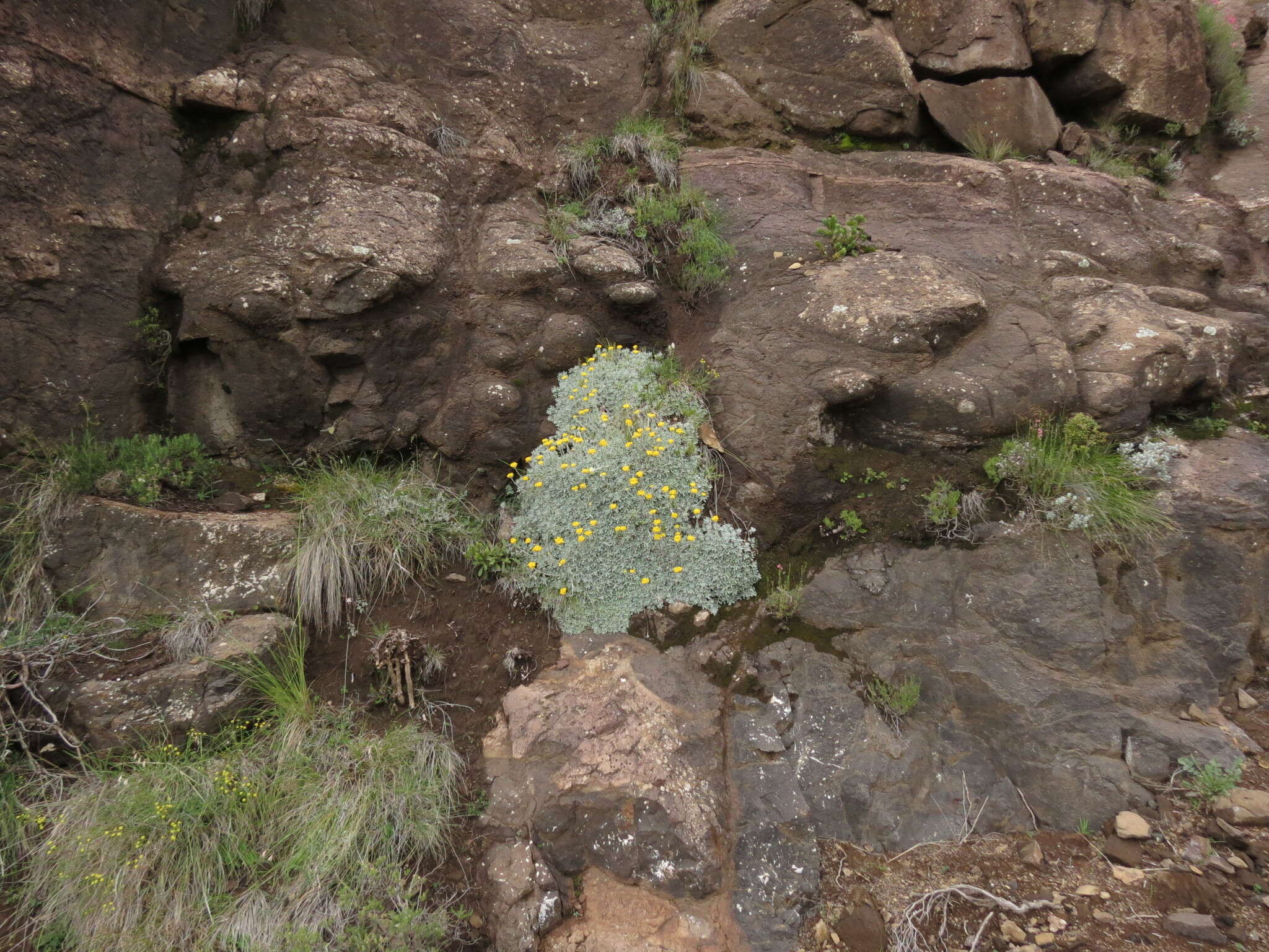 Image of Helichrysum montanum DC.