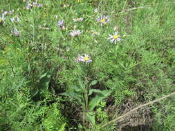 Image of Tatarian aster