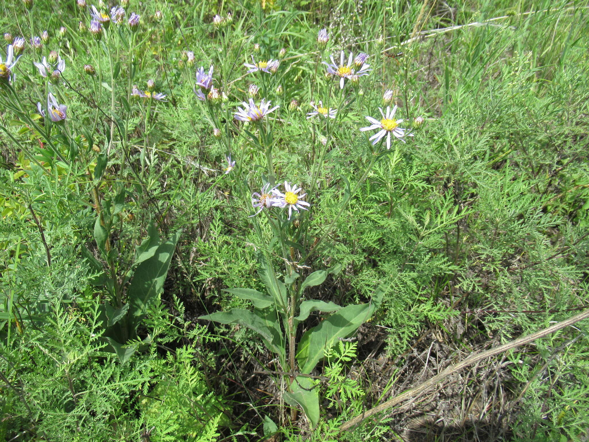 Image of Tatarian aster