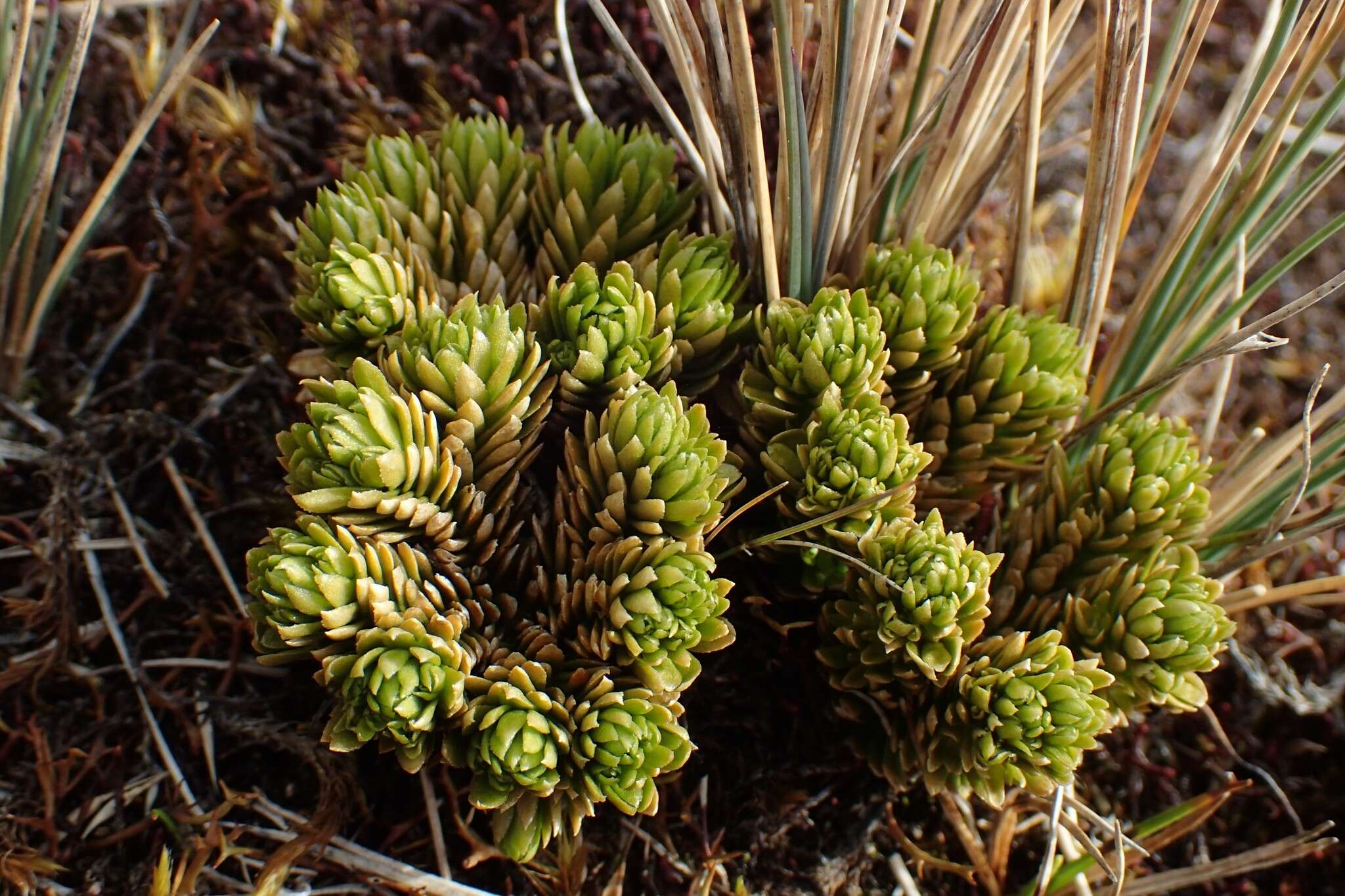 Image of Huperzia australiana (Herter) Holub