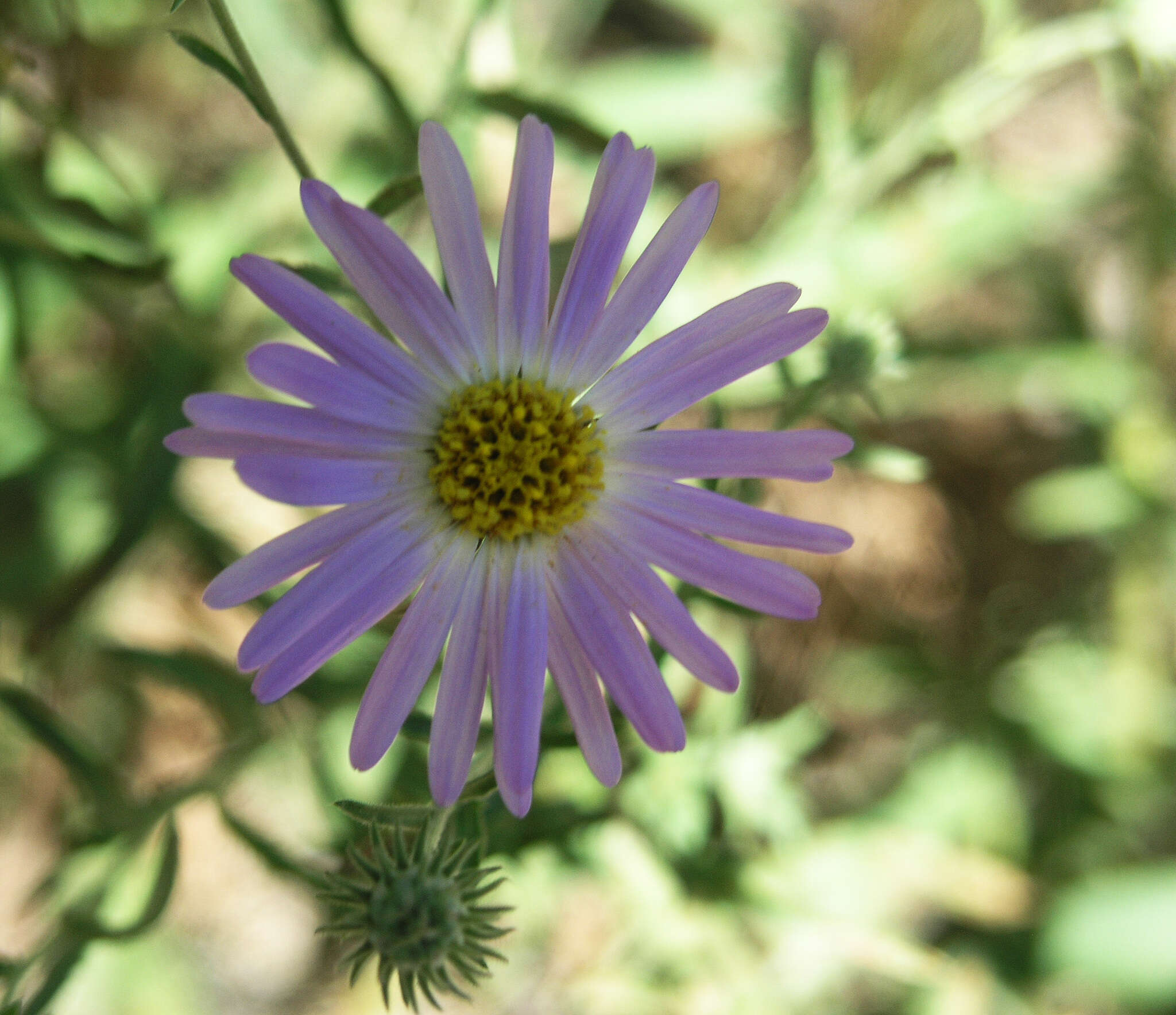 Imagem de Dieteria asteroides Torr.