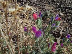 Image of Echium rauwolfii Del.