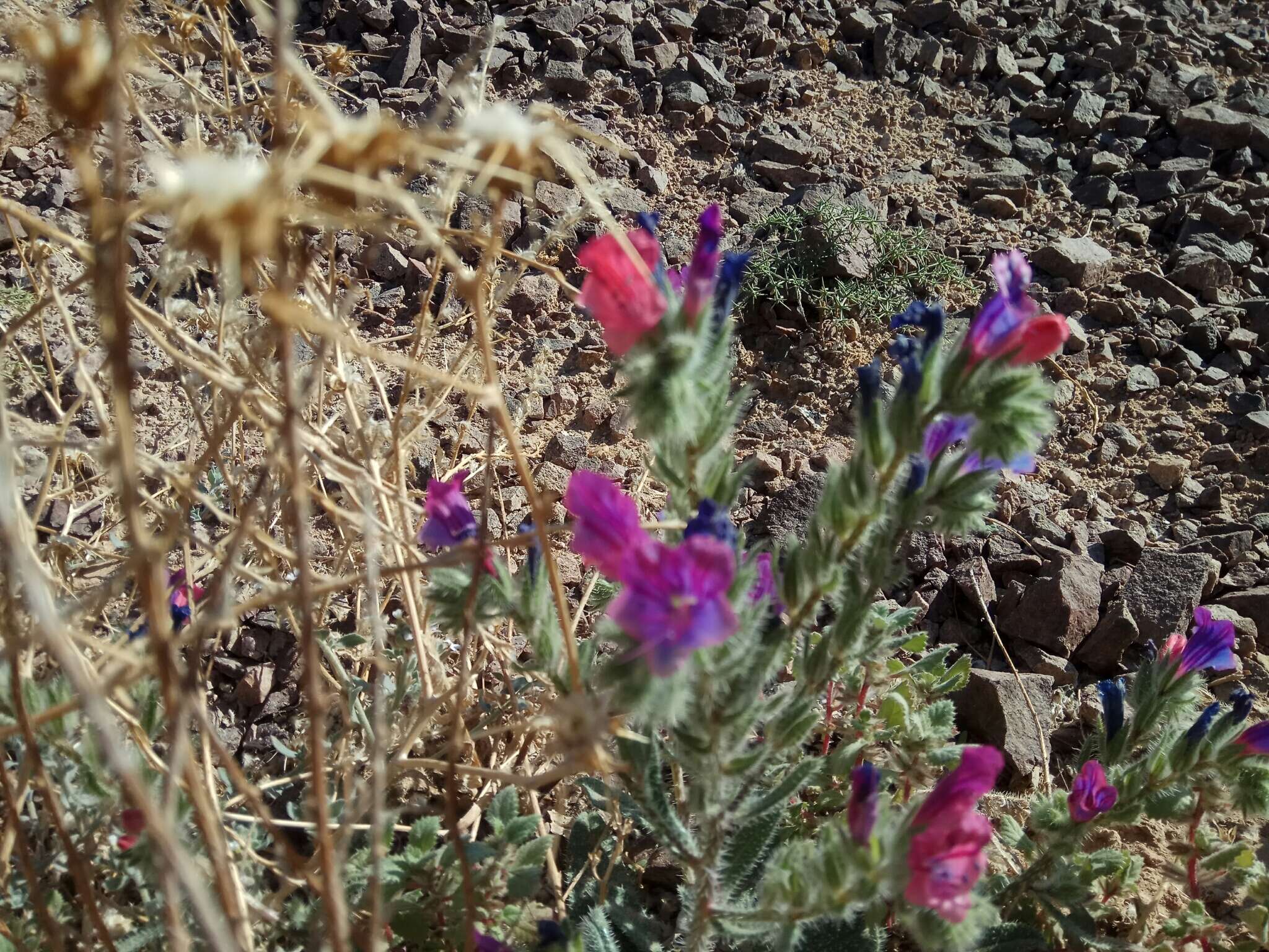 Image of Echium rauwolfii Del.