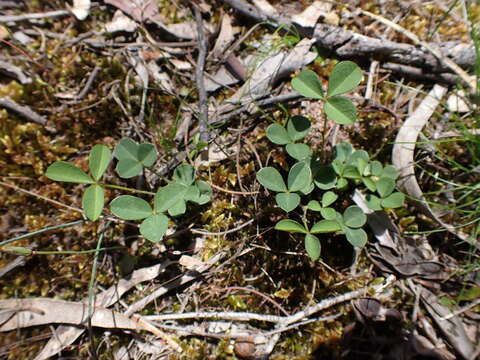 Image of Glycine latrobeana (Meissner) Benth.