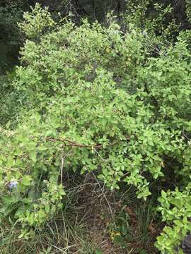 Image of shrubby blue sage