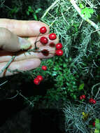 Image of parsley hawthorn