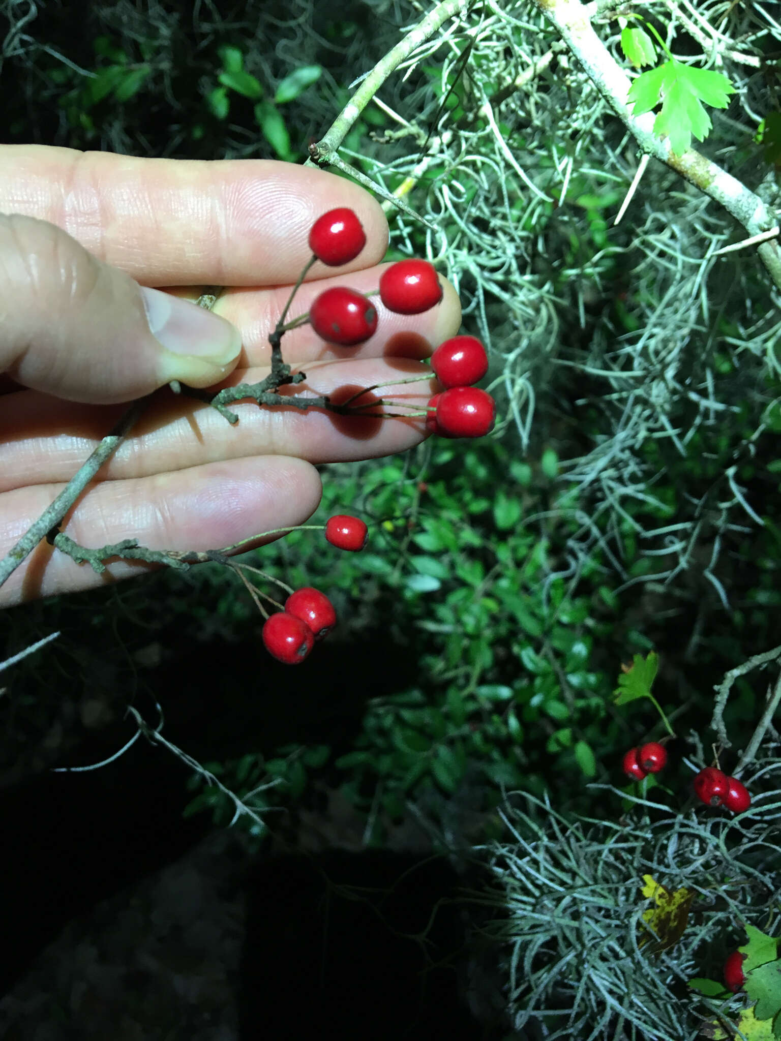 Image de Crataegus marshallii Eggleston