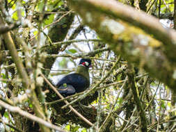 Image of Hartlaub's Turaco