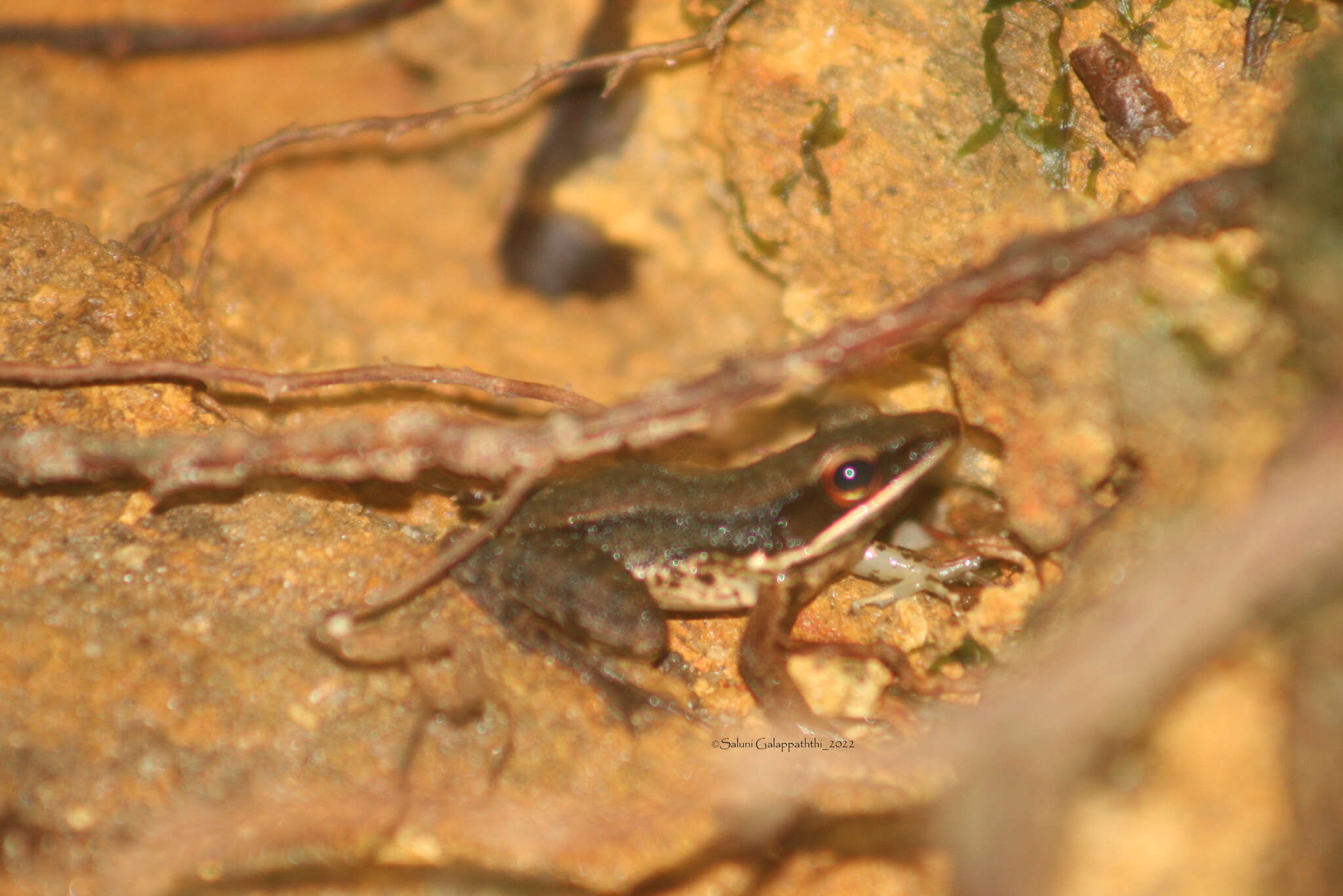 Image of Indosylvirana serendipi (Biju, Garg, Mahony, Wijayathilaka, Senevirathne & Meegaskumbura 2014)