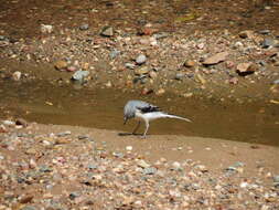 Image of Mountain Wagtail