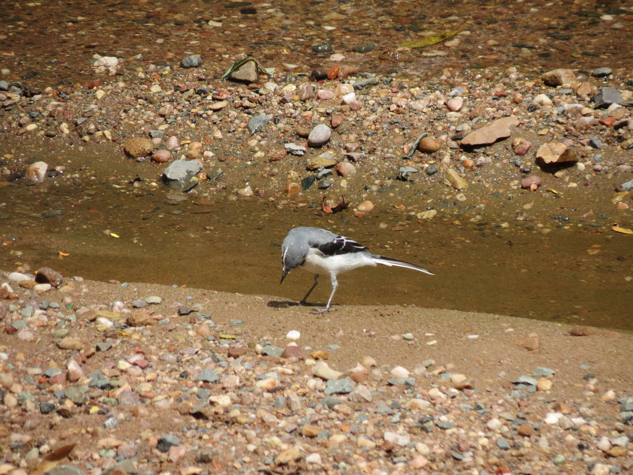 Image of Mountain Wagtail