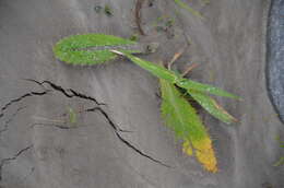 Image of Spear Thistle