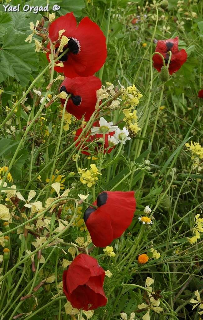 Imagem de Papaver umbonatum Boiss.