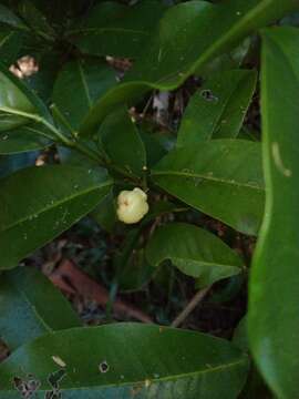 Image of Acronychia wilcoxiana (F. Müll.) T. G. Hartley