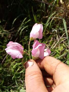 Image of Sweet Pea