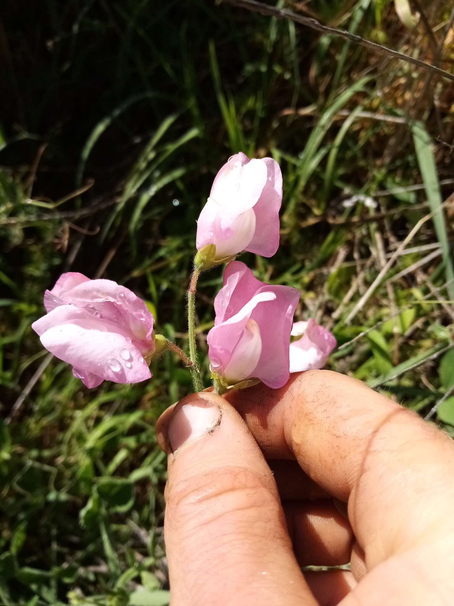 Image of Sweet Pea