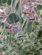 Trichostema ovatum Curran resmi