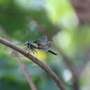 Image of Protorthemis woodfordi (Kirby 1889)