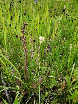 Antennaria corymbosa E. E. Nelson resmi