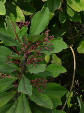 Image of Euphorbia umbellata (Pax) Bruyns