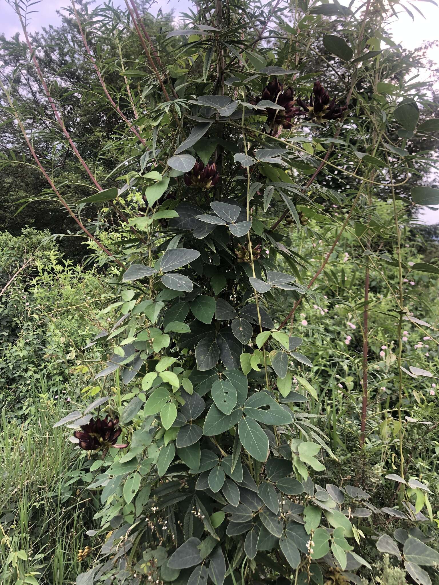 Image of Mucuna coriacea Baker