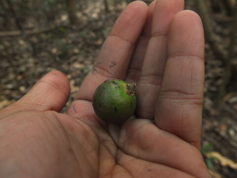 Sivun Diospyros ghatensis B. R. Ramesh & D. De Franceschi kuva